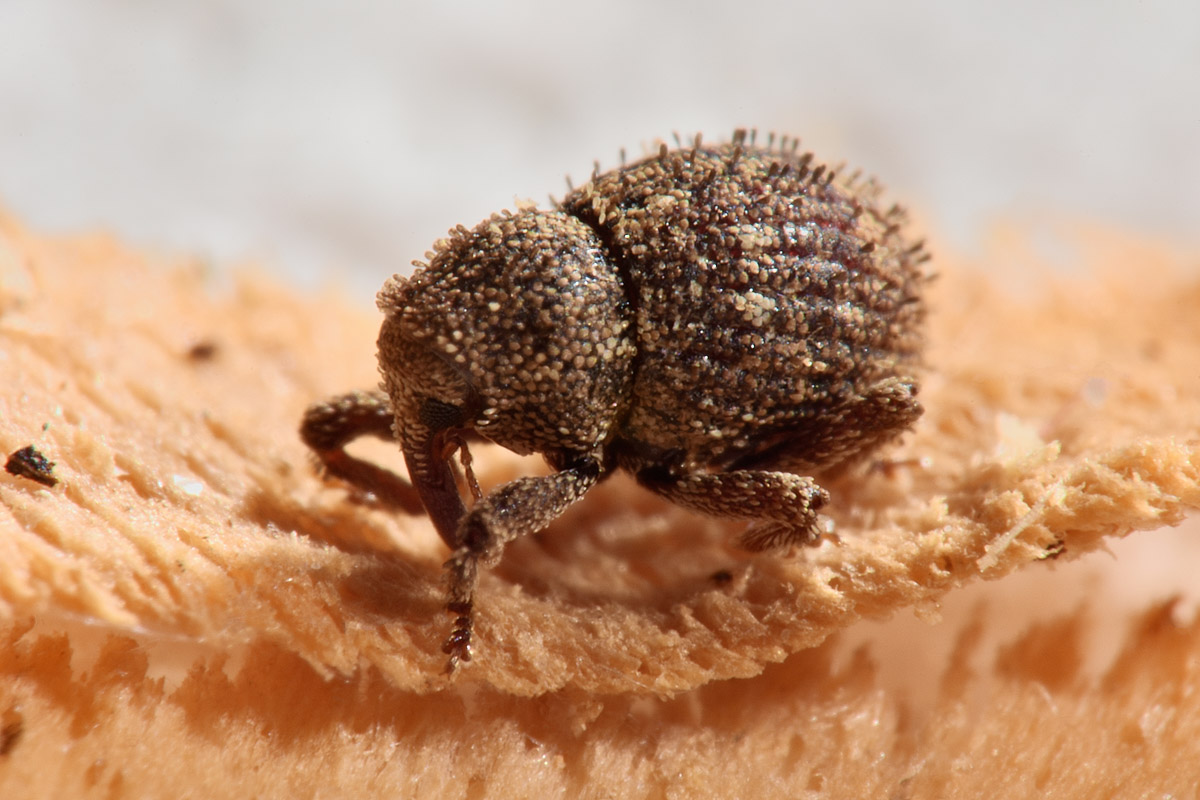Curculionidae: Acalles sp?  Sì, Acalles temperei!